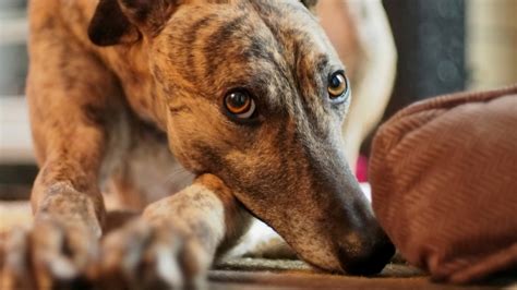 Retired Racing Greyhounds as Pets .